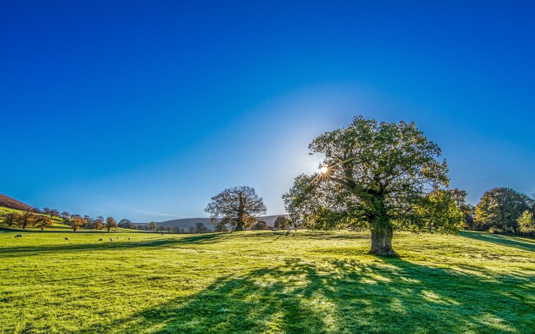 Leadership Sunshine and Shadows