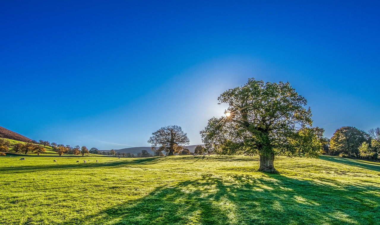 big tree in a field with leadership sunshine