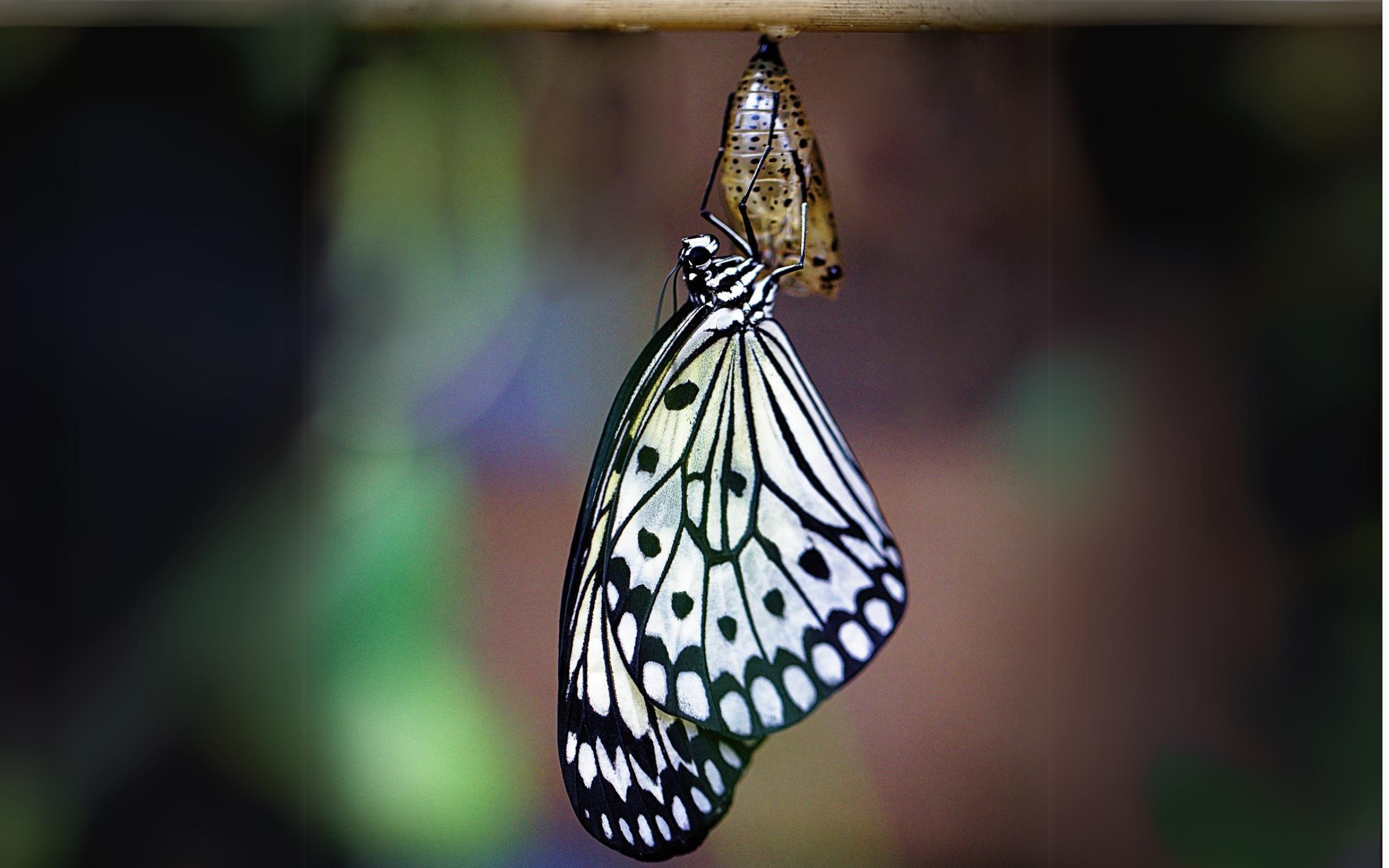 butterfly undergoing personal transformation