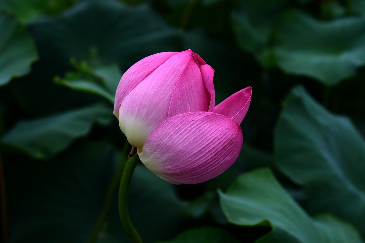 flower bloom going through the growth process